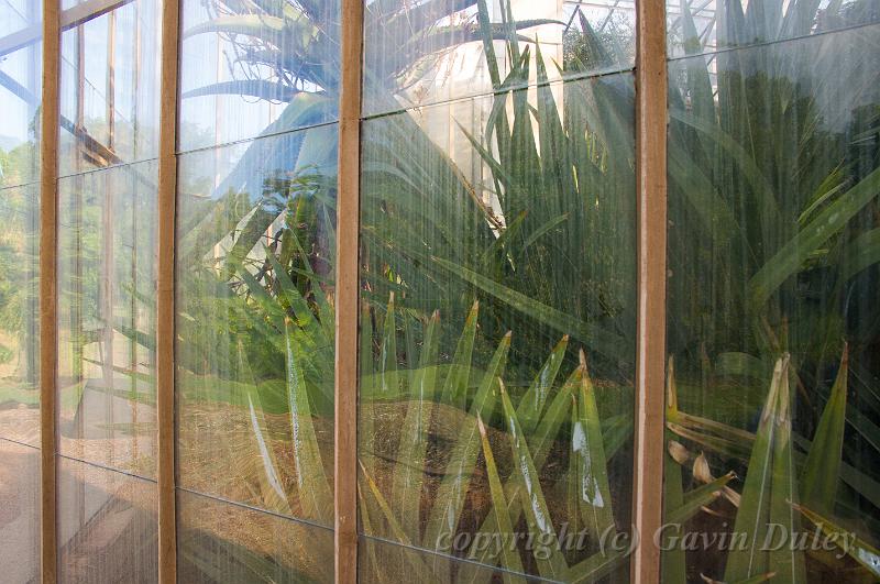 Glasshouse, Adelaide Botanic Gardens IMGP8813.jpg